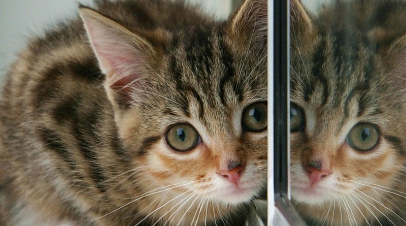 Kitten And Partial Reflection by Paul Reynolds