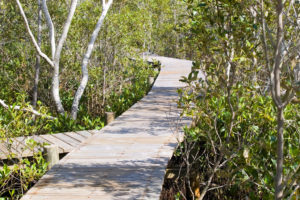 KKs @ Maroochy Wetland Sanctuary | Bli Bli | Queensland | Australia