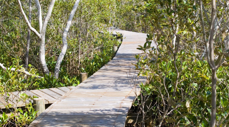 Image downloaded from Flickr; Image title "IMGP3593_mangrove_boardwalk", attributed to Rae Allen. Used under Creative Commons license Attribution-NonCommercial 2.0 Generic (CC BY-NC 2.0) https://creativecommons.org/licenses/by-nc/2.0/