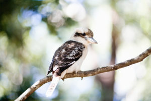 KKs @ Maroochy Bushland Botanic Gardens | Tanawha | Queensland | Australia