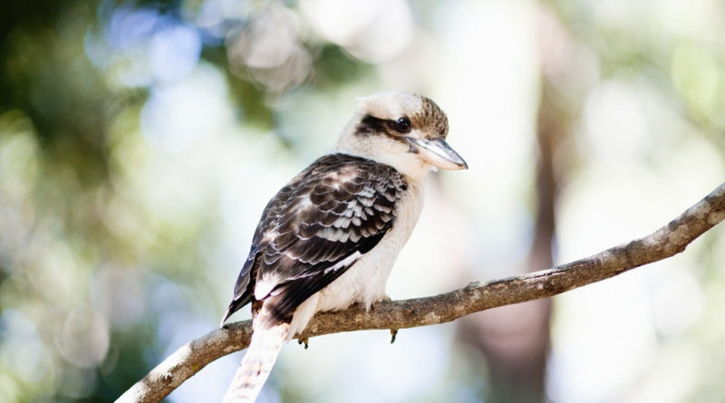 Image downloaded from Flickr; Image title "Maroochy Botanicals - Kookaburra", attributed to Fiona Harding. Used under Creative Commons license Attribution-NonCommercial-NoDerivs 2.0 Generic (CC BY-NC-ND 2.0) https://creativecommons.org/licenses/by-nc-nd/2.0/