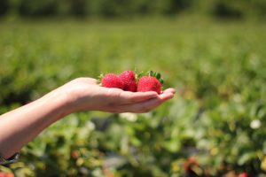 KKs @ Strawberry Fields Farm | Palmview | Queensland | Australia