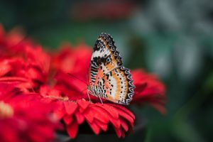 KKs @ Butterfly House | Bongaree | Queensland | Australia